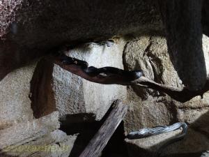 Serpent ratier d'Asie