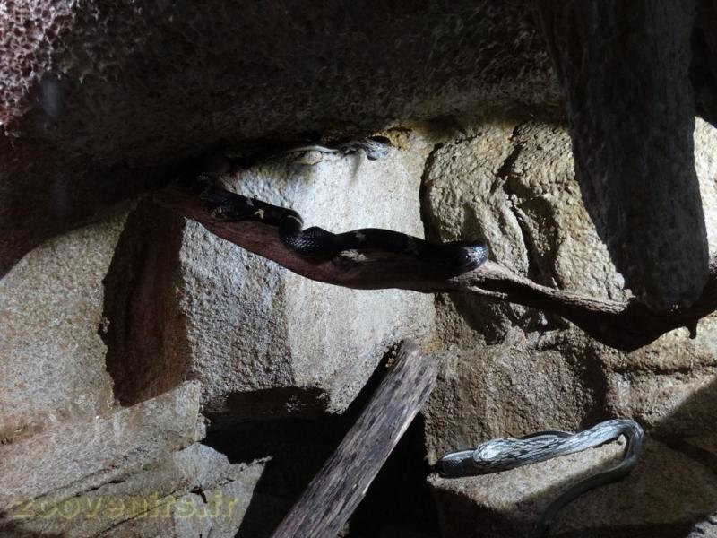 Serpent ratier d'Asie