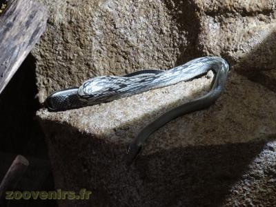 Serpent ratier d'Asie 