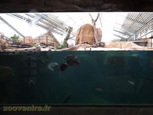 Bassin asiatique