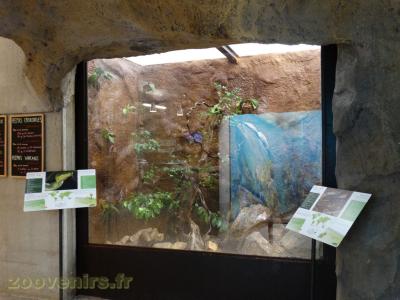 Python sanguin de Malaisie - Serpent ratier vert à queue rouge