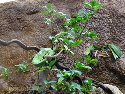 Serpent ratier vert à queue rouge