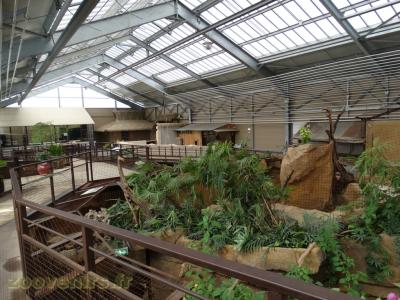 Python réticulé - Dragon d'eau asiatique