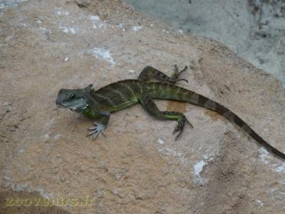 Dragon d'eau asiatique