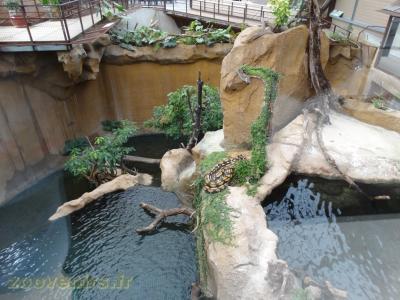 Python réticulé - Dragon d'eau asiatique