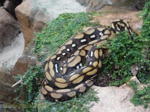 Python réticulé