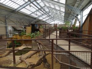 Futur espace des iguanes et téjus