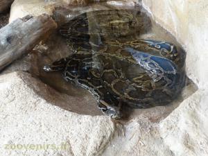 Python birman