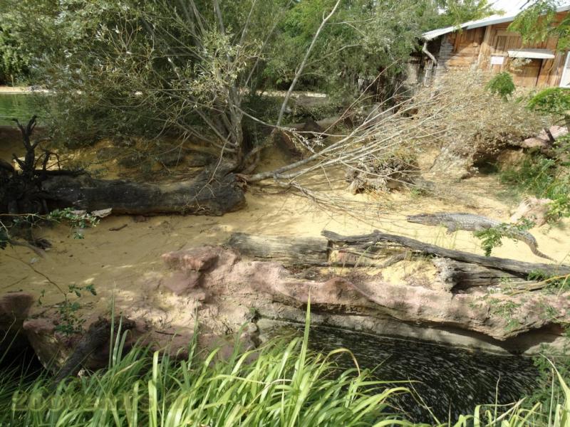 Crocodile du Nil