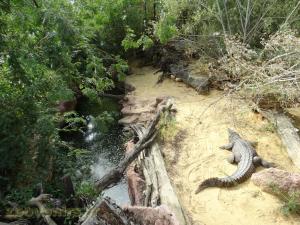 Crocodile du Nil
