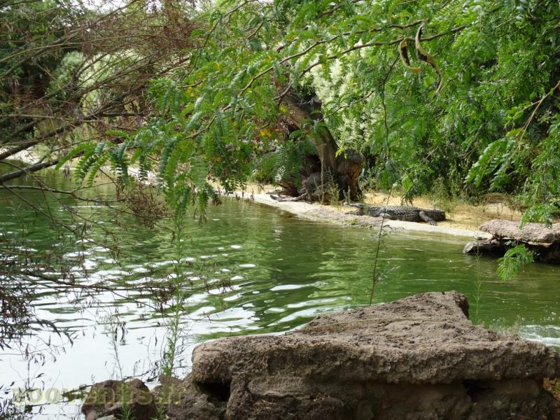 Crocodile du Nil