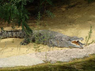 Crocodile du Nil
