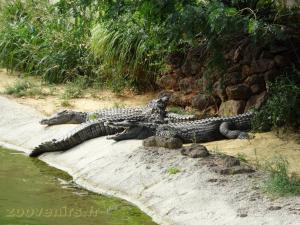 Crocodile du Nil