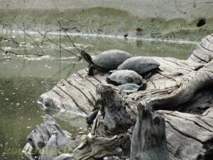 Tortue de Floride