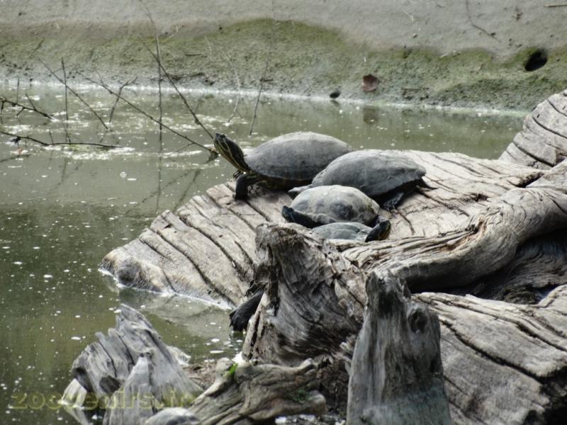 Tortue de Floride