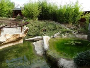 Alligator de Chine