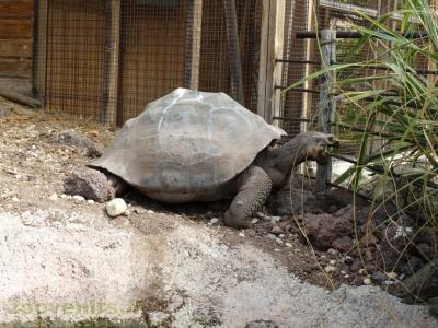 Tortue géante des Galapagos