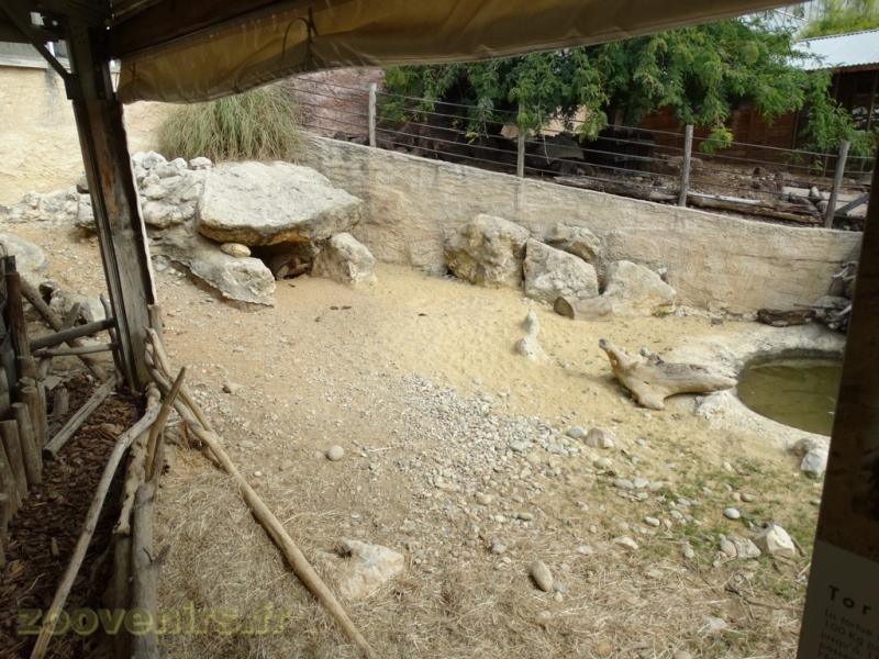 Tortue sillonnée