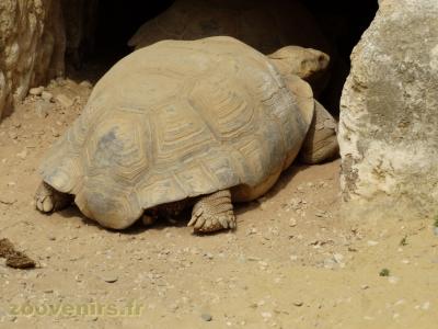 Tortue sillonnée