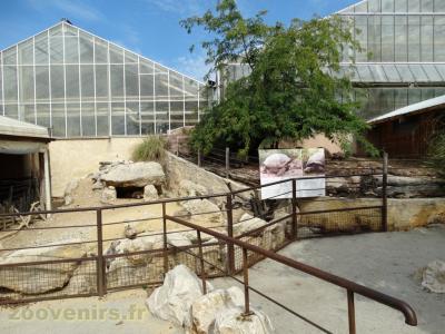 Tortue sillonnée -Tortue géante des Galapagos