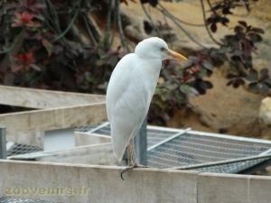 Aigrette