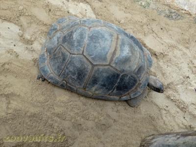 Tortue géante de Seychelles