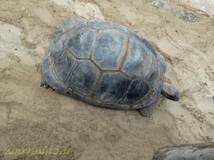 Tortue géante de Seychelles