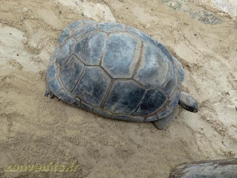 Tortue géante de Seychelles