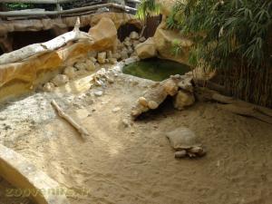 Tortue sillonnée