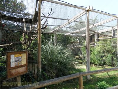 Ara chloroptère - Amazone à front bleu - 2016