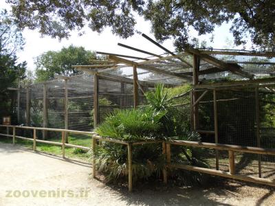 Ara chloroptère - Ara ararauna - 2016