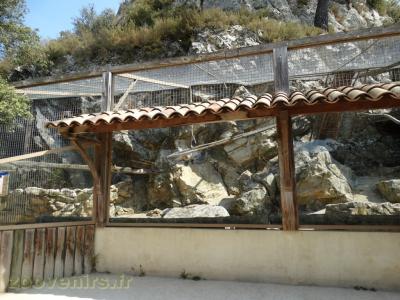 Perroquet Gris du Gabon - 2016