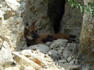 Loup à crinière