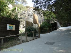 Loup à crinière