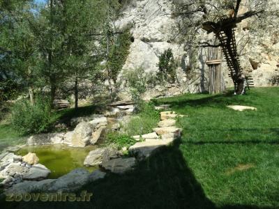 Loup à crinière - 2016