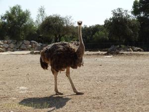 Autruche
