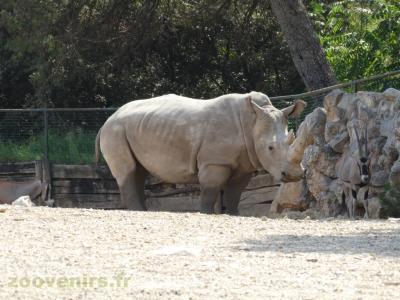 Rhinocéros blanc - 2016
