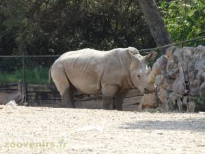 Rhinocéros blanc