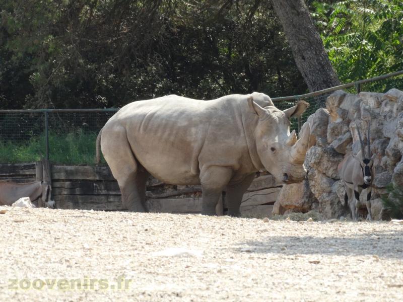 Rhinocéros blanc