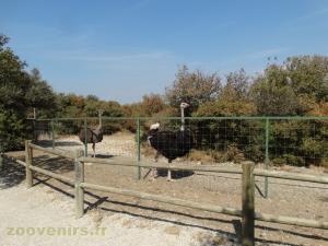 Autruche