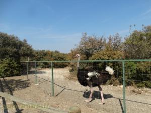 Autruche