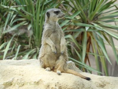 Suricate - 2016