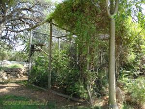 Binturong
