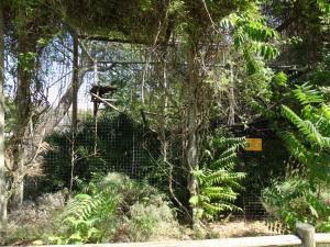 Binturong