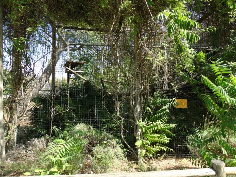 Binturong