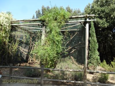 Coati à queue annelée - 2016