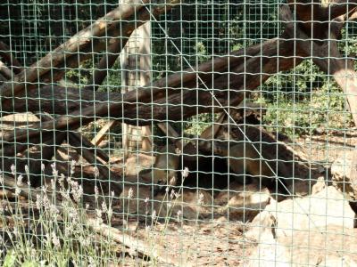 Coati à queue annelée - 2016