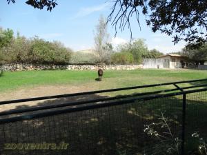 Tapir terrestre - Capybara