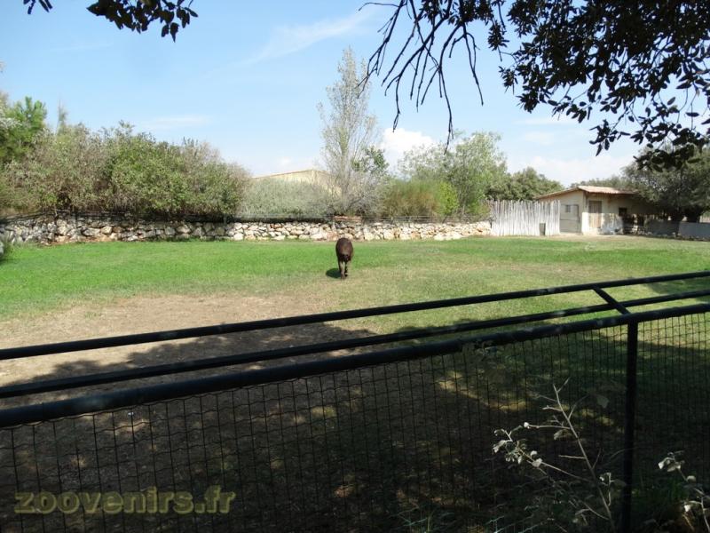 Tapir terrestre - Capybara