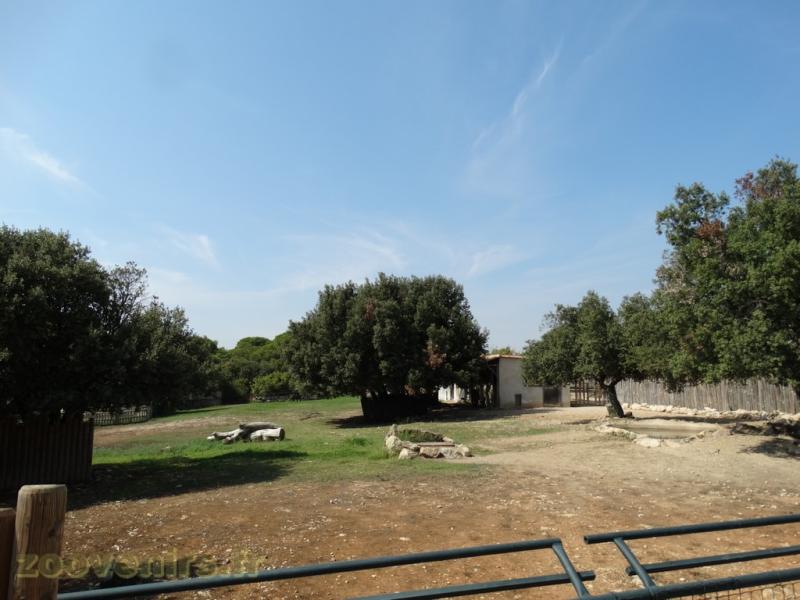 Tapir terrestre - Capybara 